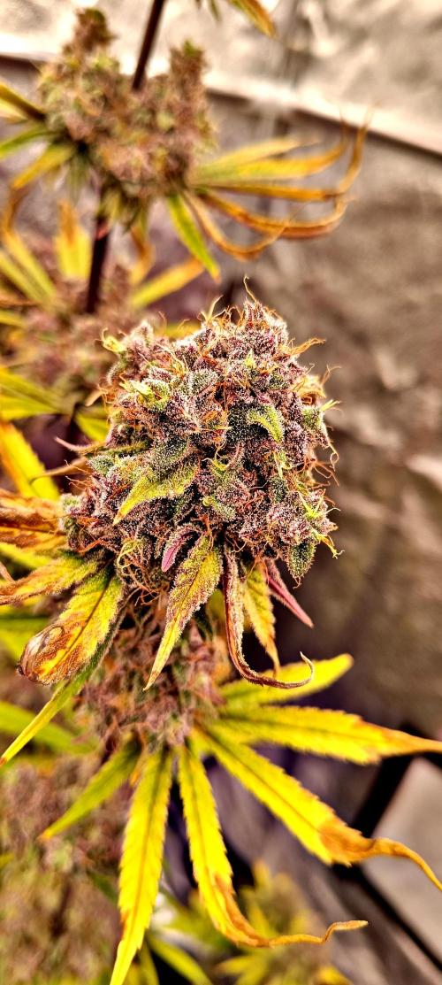 Nordkraut Seeds. Week 11