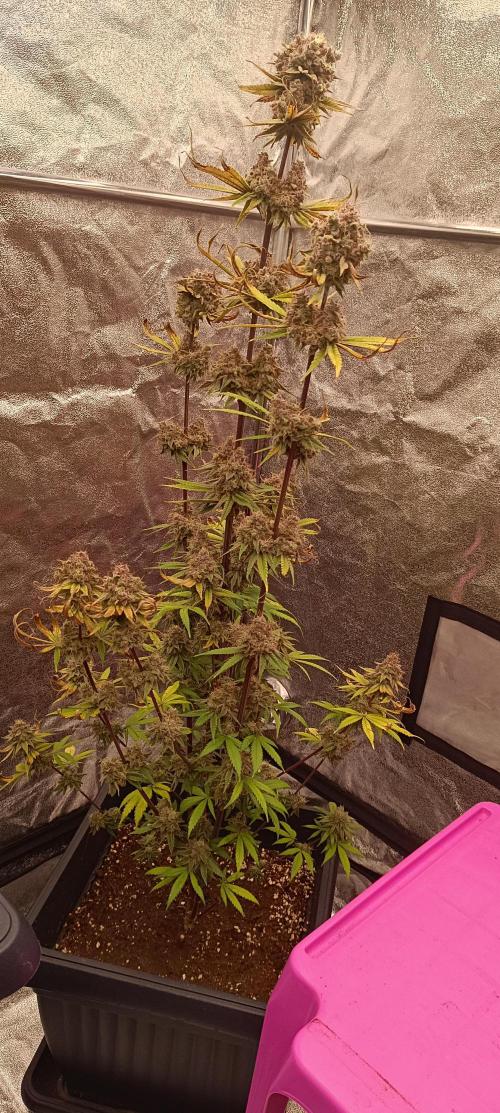 Nordkraut Seeds. Week 11