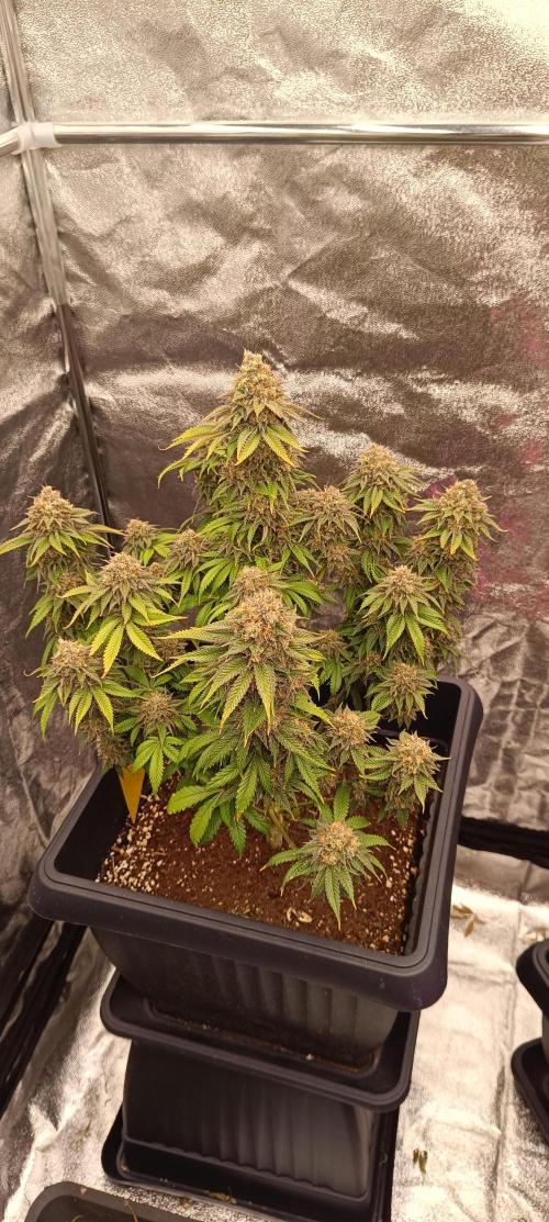 Nordkraut Seeds. Week 11