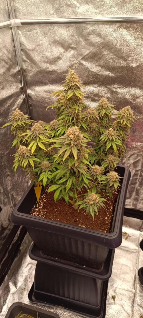 Nordkraut Seeds. Week 11