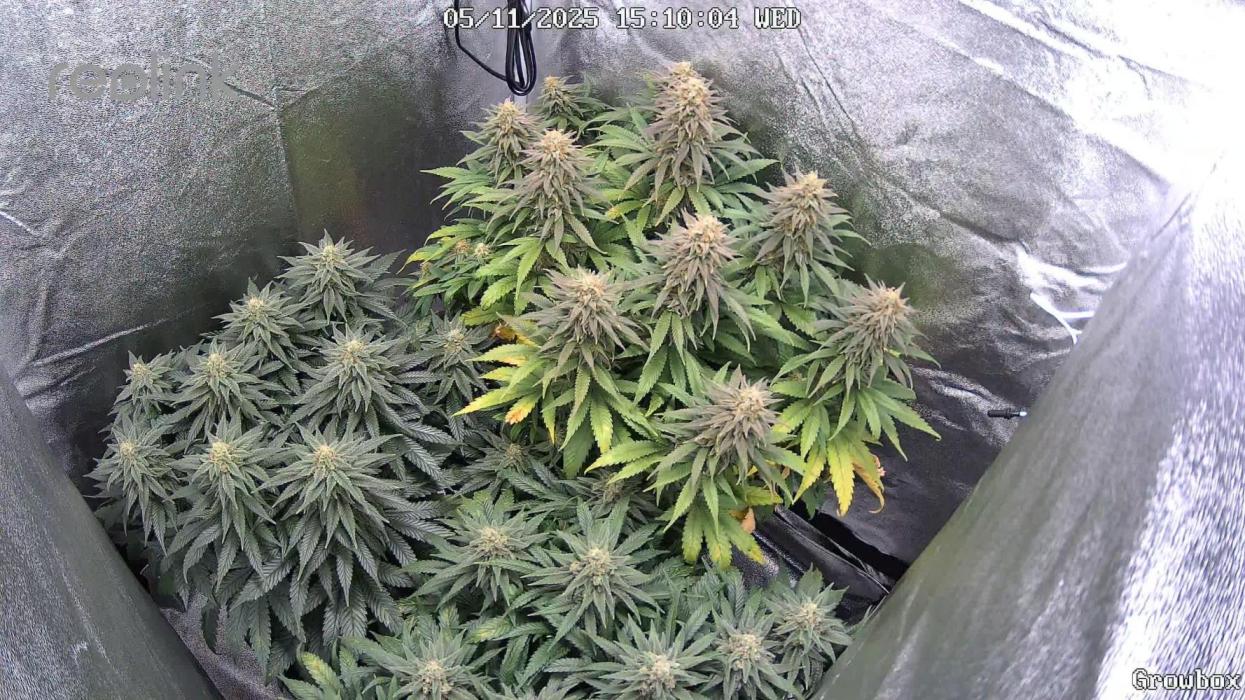 2025 er Südlage. Week 14