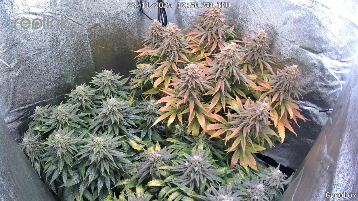 2025 er Südlage. Week 17