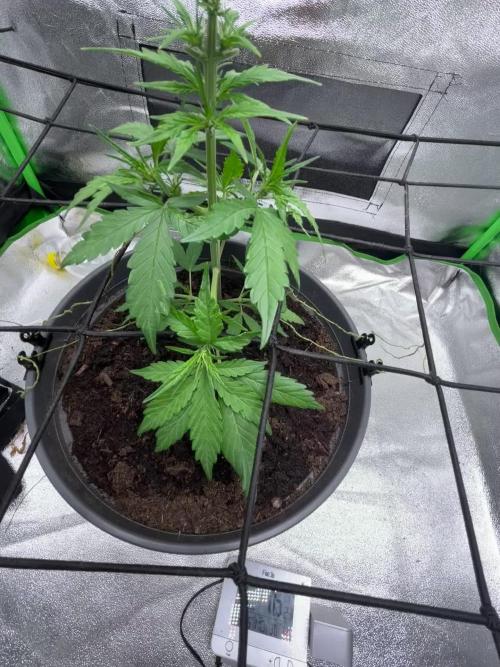 Indoor grow mit einer Auto