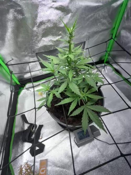 Indoor grow mit einer Auto