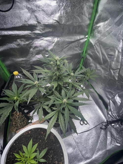 Indoor grow mit einer Auto. Week 10