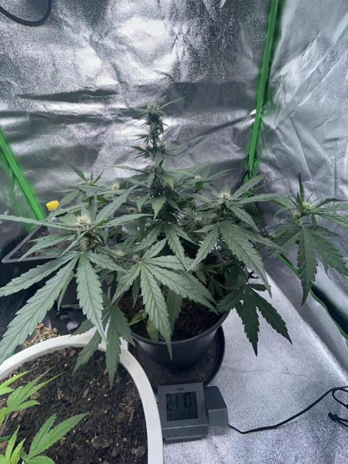Indoor grow mit einer Auto. Week 10
