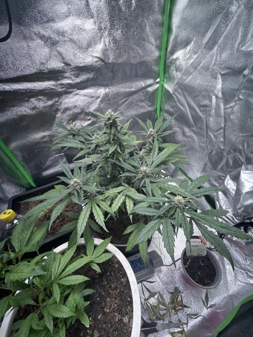 Indoor grow mit einer Auto. Week 10