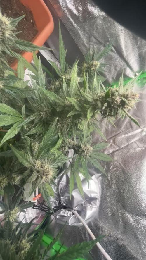 Indoor grow mit einer Auto