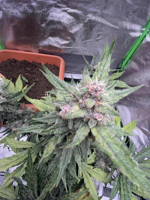 Indoor grow mit einer Auto. Week 10