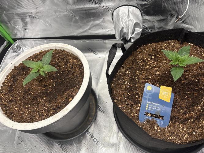 Sommer Vorbereitung. Week 2