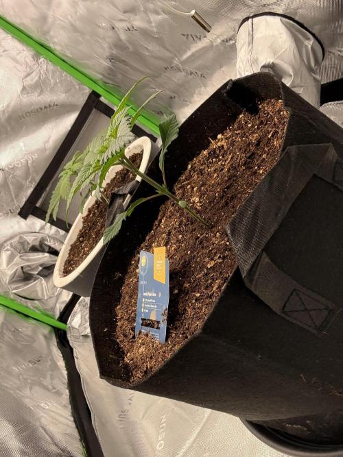 Sommer Vorbereitung. Week 4