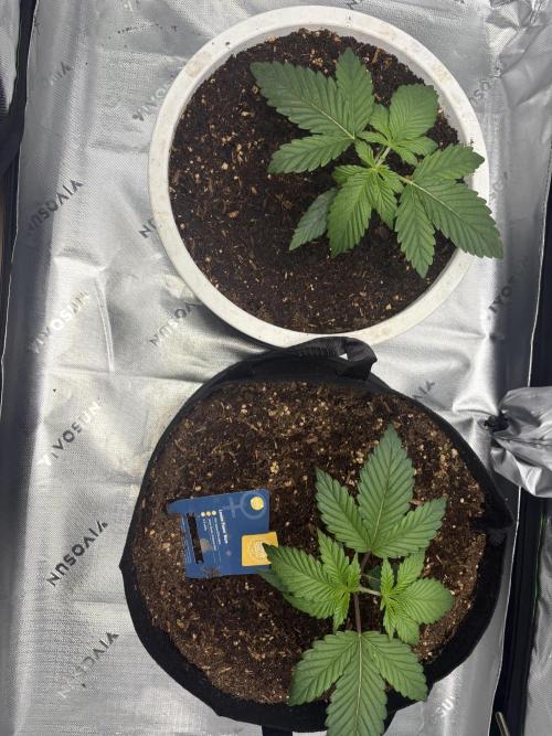 Sommer Vorbereitung. Week 4