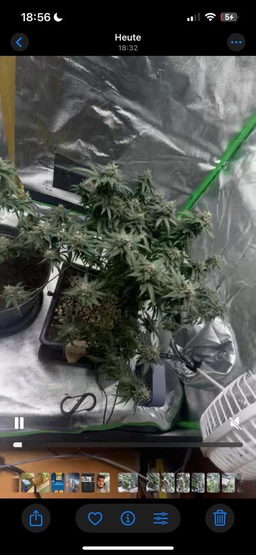 „Fruity Haze“. Week 13