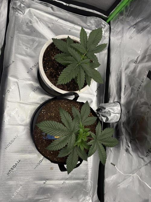 Sommer Vorbereitung. Week 5