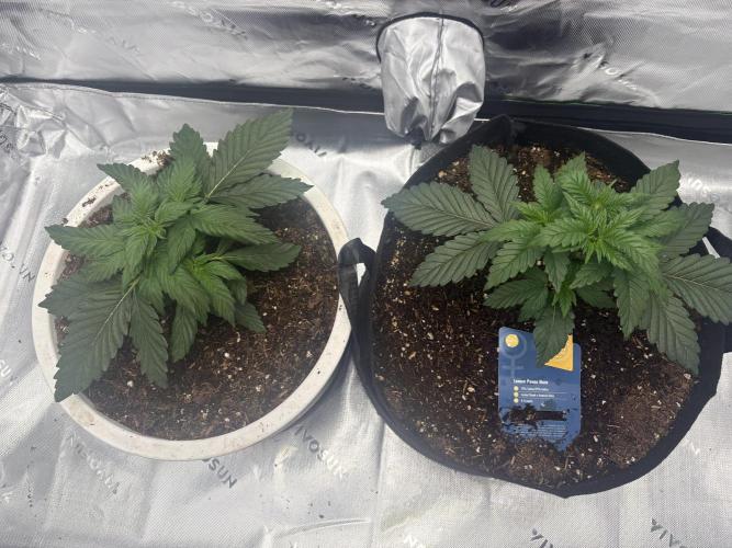 Sommer Vorbereitung. Week 5