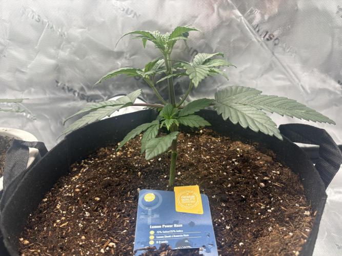 Sommer Vorbereitung. Week 5