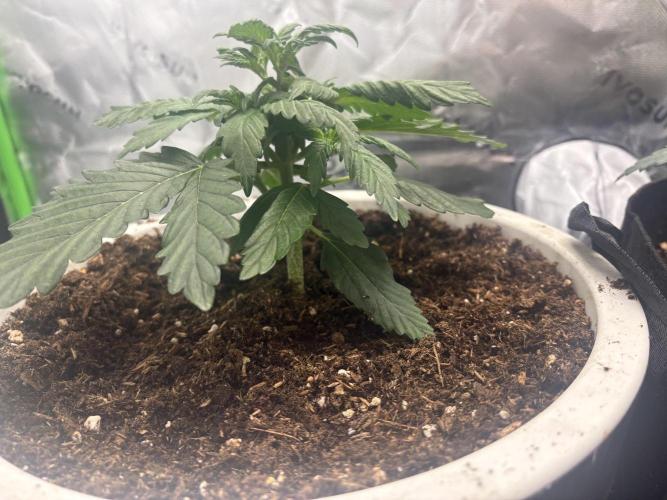 Sommer Vorbereitung. Week 5