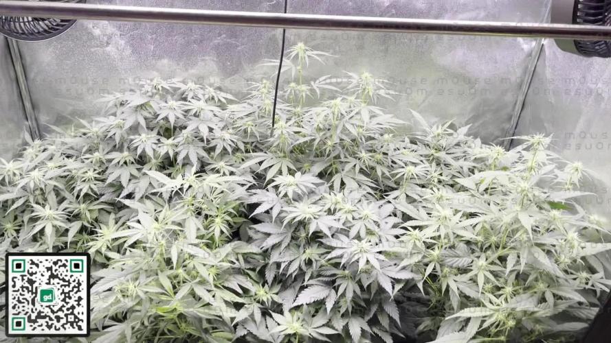 m0use's Special Cannabinoid Tent GrowOFF
