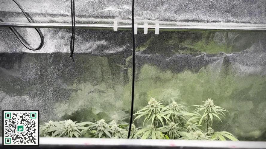 m0use's Special Cannabinoid Tent GrowOFF