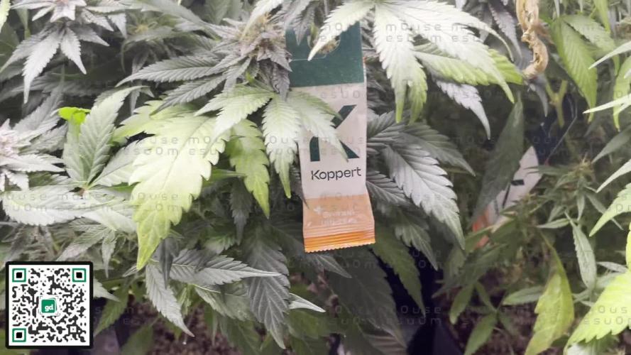 m0use's Special Cannabinoid Tent GrowOFF