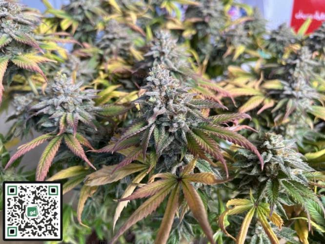 Fast Buds - Apricot Auto door m0use