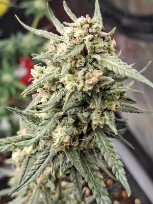 Comment by Mr_GreenEYE420 photo #1