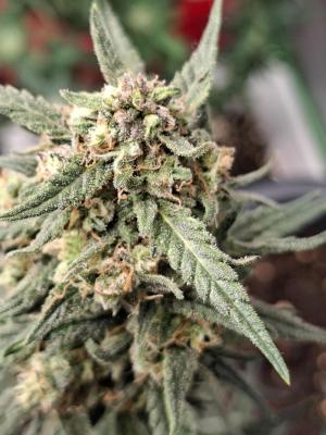 Comment by Mr_GreenEYE420 photo #2