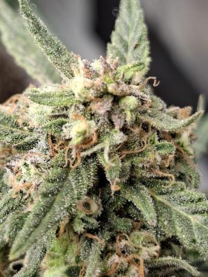 Comment by Mr_GreenEYE420 photo #3