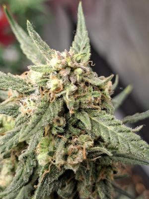 Comment by Mr_GreenEYE420 photo #4