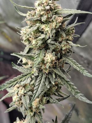 Comment by Mr_GreenEYE420 photo #5