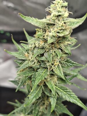Comment by Mr_GreenEYE420 photo #1