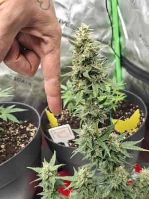 Comment by Mr_GreenEYE420 photo #3