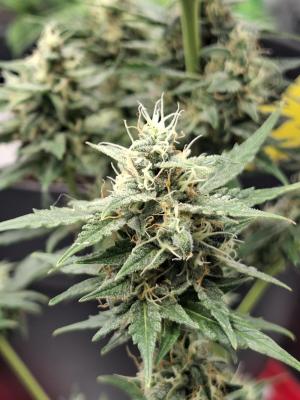 Comment by Mr_GreenEYE420 photo #4