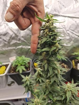 Comment by Mr_GreenEYE420 photo #2