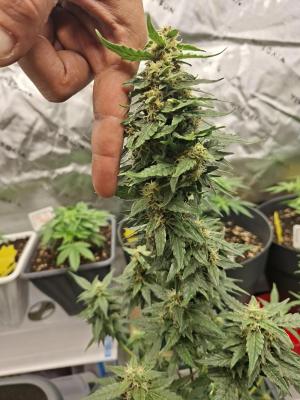 Comment by Mr_GreenEYE420 photo #3