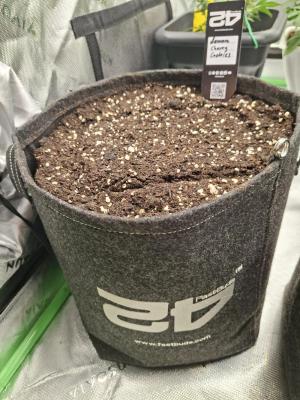 Comment by Mr_GreenEYE420 photo #1