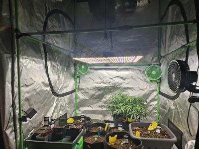 Comment by Mr_GreenEYE420 photo #3
