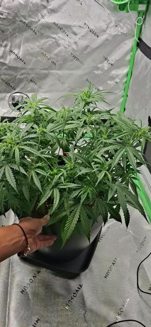 Comment by Mr_GreenEYE420 photo #1