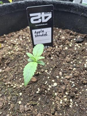 Comment by Mr_GreenEYE420 photo #1
