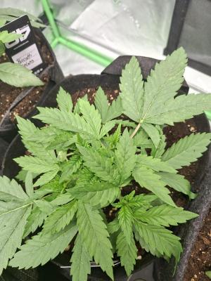 Comment by Mr_GreenEYE420 photo #1