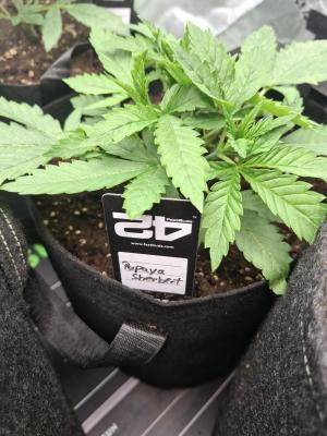 Comment by Mr_GreenEYE420 photo #2