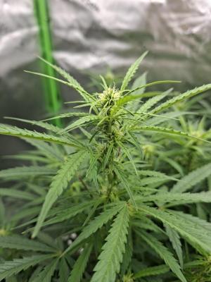 Comment by Mr_GreenEYE420 photo #2