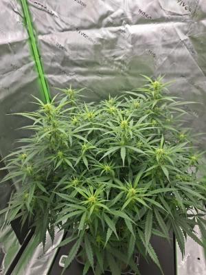 Comment by Mr_GreenEYE420 photo #3
