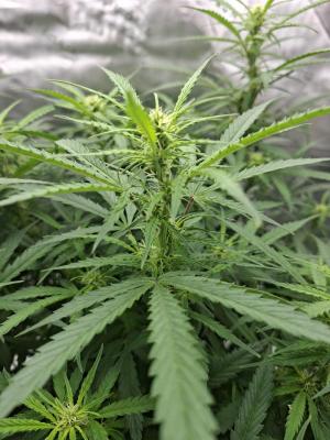 Comment by Mr_GreenEYE420 photo #4