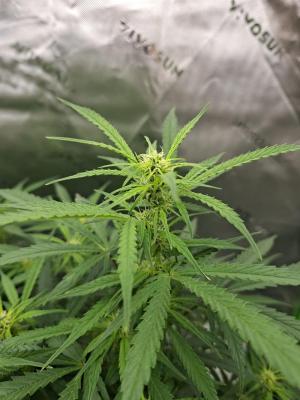 Comment by Mr_GreenEYE420 photo #5