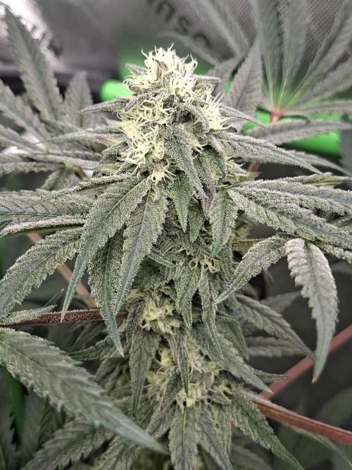 Papaya Sherbert 🌱🍧. Week 6