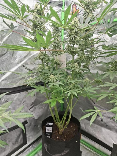 Papaya Sherbert 🌱🍧. Week 6