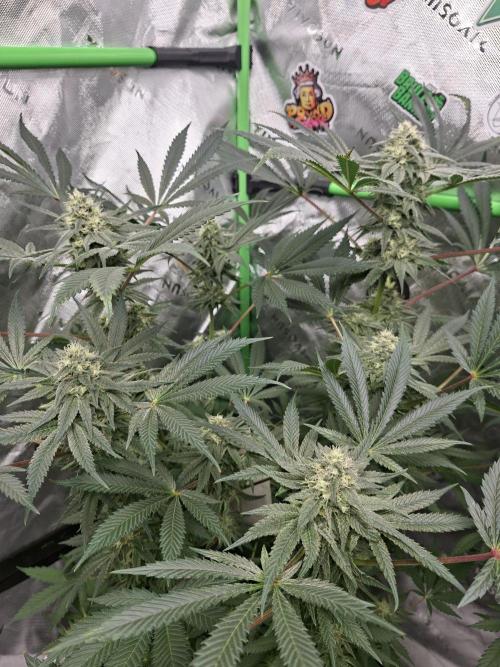 Papaya Sherbert 🌱🍧. Week 6