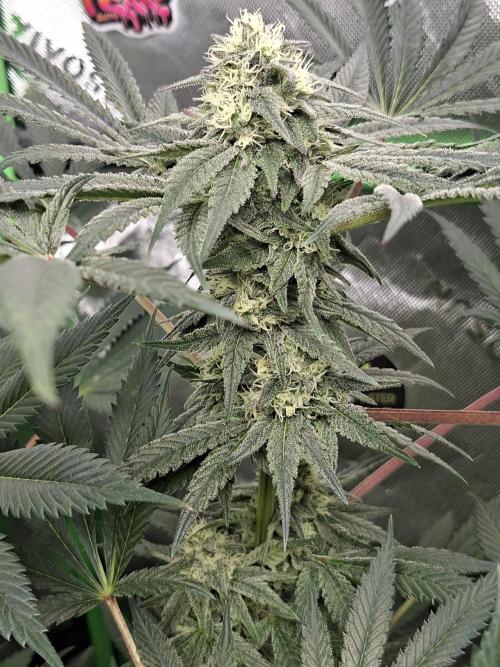 Papaya Sherbert 🌱🍧. Week 6