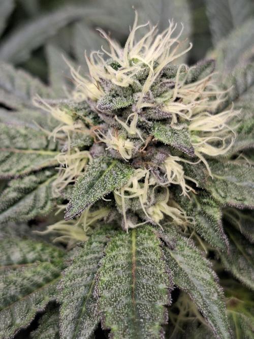 Biscotti Gelato 🍪 🍦. Week 7